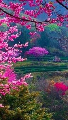 pink flowers are blooming in the foreground, and green hills in the background