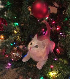 a white cat sitting on top of a christmas tree