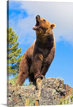 a large brown bear standing on top of a rocky hill with its mouth wide open