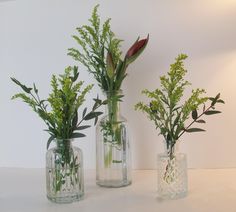 three vases with plants in them sitting on a table