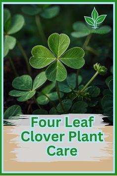 four leaf clover plant with the words four leaf clover plant care in front of it