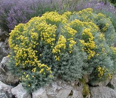 some yellow and purple flowers are growing out of the rocks