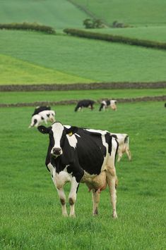 black and white cows grazing in a green field