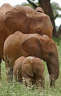 two adult elephants and a baby elephant standing in the grass