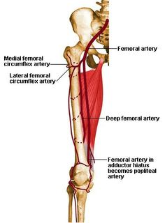 an image of the muscles and their major skeletal systems, including the lower limb bones