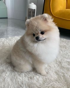 a small dog sitting on top of a white rug