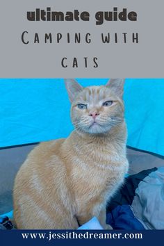 an orange cat sitting in front of a tent with text overlay that reads ultimate guide camping with cats