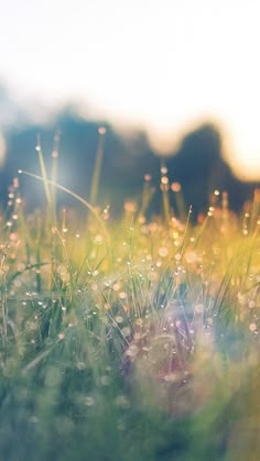 the grass is covered with dew and water droplets