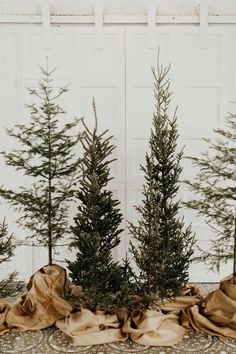 three small evergreen trees in front of a white wall with burlocks on the ground