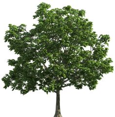 a large tree with green leaves on it