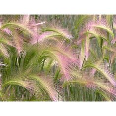 pink and green grass blowing in the wind