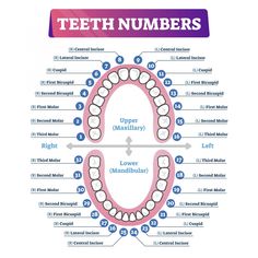 Tooth Chart Dentistry, Dental Teeth Chart, Teeth Numbers Chart, Tooth Number Chart, Teeth Chart For Kids, Dental Charting Symbols