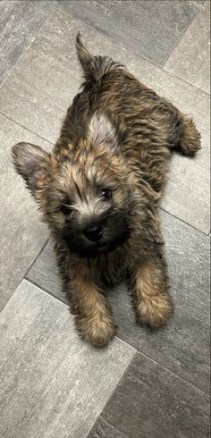 a small brown dog laying on top of a tile floor