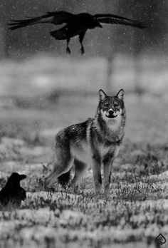 a black and white photo of a wolf with a bird in the background