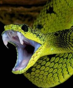 a yellow snake with it's mouth open