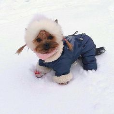 a small brown dog wearing a blue jacket and snow boots in the snow with it's tongue out