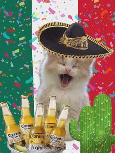 a white cat wearing a sombrero and surrounded by beer bottles