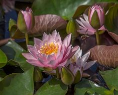 pink water lilies blooming in the pond