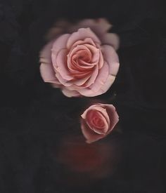 two pink roses sitting on top of a black surface next to each other with reflections in the water