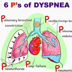 diagram of the lungs and their functions