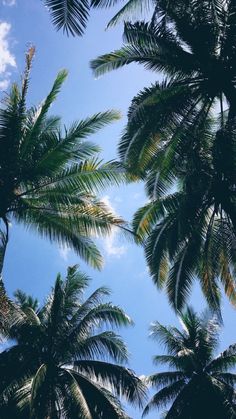 looking up at the tops of palm trees