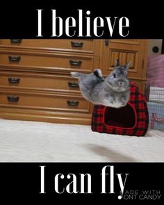 a cat laying on top of a bed with the caption i believe i can fly