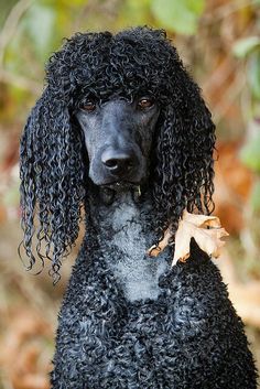 a black poodle with curly hair and leaves on its neck looking at the camera