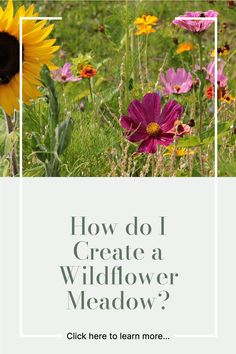 flowers with the words how do i create a wildflower meadow? click here to learn more