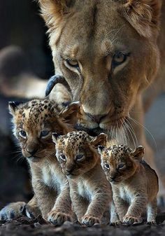 a lion and her cubs are shown in front of the camera, with their mother looking at them