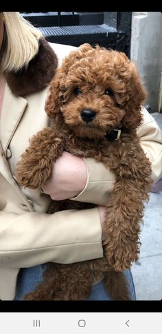 a woman holding a brown poodle in her arms and wearing a white coat on the street