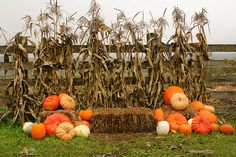 pumpkins and gourds are arranged in front of an old hay bale