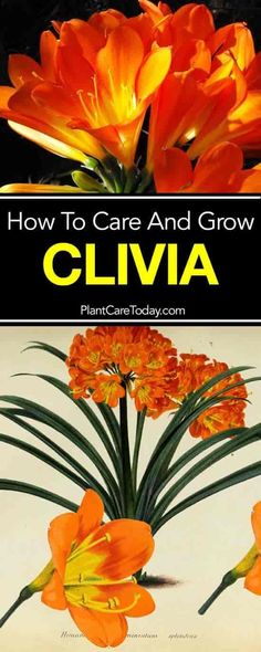 orange flowers with the words how to care and grow cliva