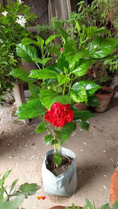 a potted plant with green leaves and red flowers in the ground next to other plants