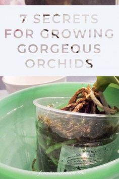 a close up of a plant in a bowl with text overlay reading 7 secrets for growing gorgoeous orchids