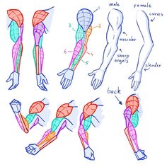 an image of the muscles and their functions in this drawing lesson for beginner to learn how