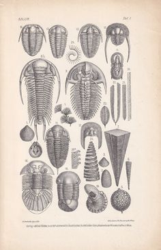 an old book with different types of sea animals