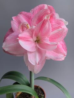 a pink flower is in a pot with green leaves on the bottom, and it appears to be blooming