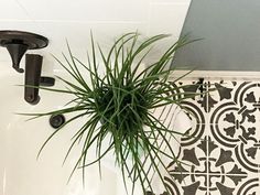 a potted plant sitting on top of a bath tub next to a wall mounted faucet