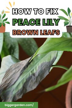 a close up of a plant with the words how to fix peace lily brown leaves