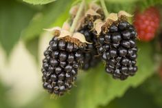 two blackberries hanging from a tree with green leaves