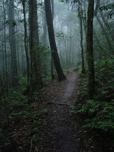 a trail in the woods with trees and fog