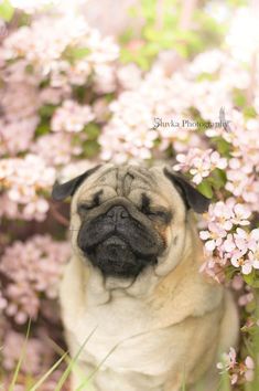 a pug sitting in the middle of some flowers