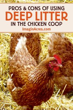 two chickens in hay with the title pros and cons of using deep litter in the chicken coop