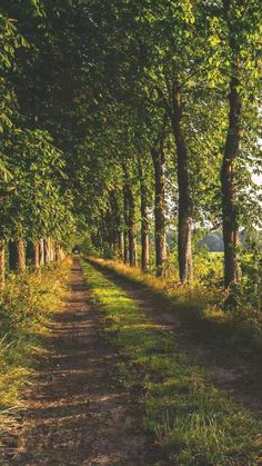 a dirt road surrounded by trees and grass