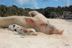 two pigs laying in the sand near water