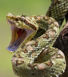 a large snake with its mouth open and it's tongue out on a tree branch