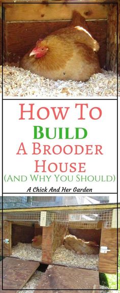 a chicken laying in its coop with the words how to build a broader house and why you should