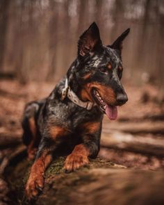 a black and brown dog laying on top of a tree stump in the woods with its tongue hanging out