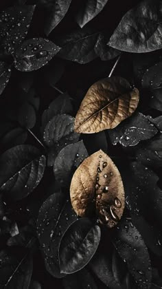 two leaves with drops of water on them sitting in the middle of some black leaves