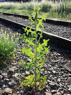 there is a small plant growing in the middle of railroad tracks